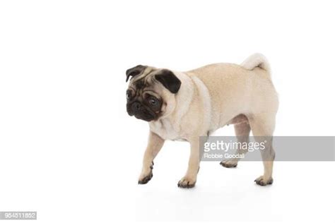 11457 Pugs Stock Photos High Res Pictures And Images Getty Images