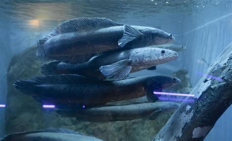 Snakehead fish in aquarium. Freshwater fish 11741789 Stock Photo at ...