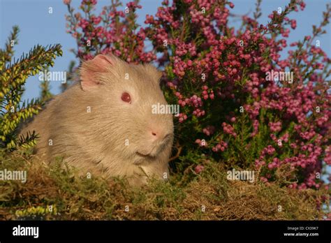 Satin Guinea Pig Hi Res Stock Photography And Images Alamy