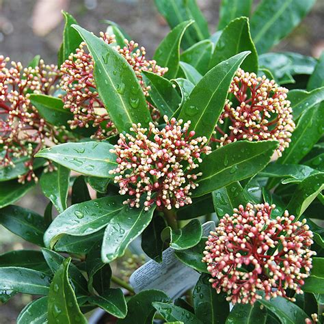 Skimmia Japonica Male Arts Nursery Ltd
