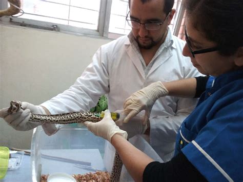 Diseñan un protocolo de buenas prácticas para el manejo de serpientes