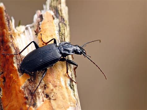 Limodromus assimilis – Pospieszek serduszak | Insektarium