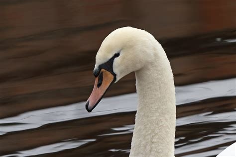 Cygne Tubercul R Dj Cygne Tubercul Mute Swan Cy Flickr