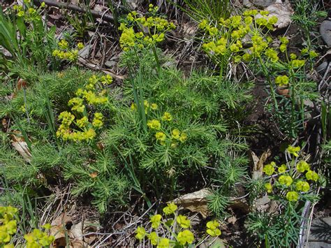 Euphorbia Cyparissias Cypress Spurge Go Botany