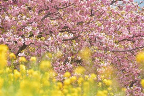 菜の花と河津桜の競演 No 23646092｜写真素材なら「写真ac」無料（フリー）ダウンロードok