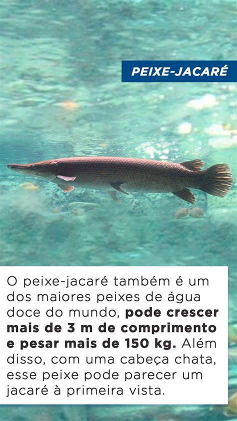 Top Maiores Peixes De Gua Doce Do Mundo Blog Do Pescador