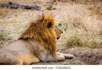 Male Lion Lying Grass Savanna Africa Stock Photo Shutterstock