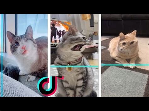 FUNNY CATS TIK TOK MUST Watch FUNNY Cats Compilation 2023