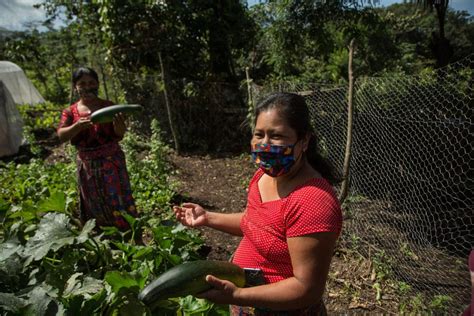 Organizaciones Buscan Combatir La Desnutrici N En Guatemala