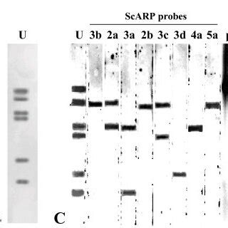 Southern Blotting Hybridization Of Undigested S Citri GII3 3X Total