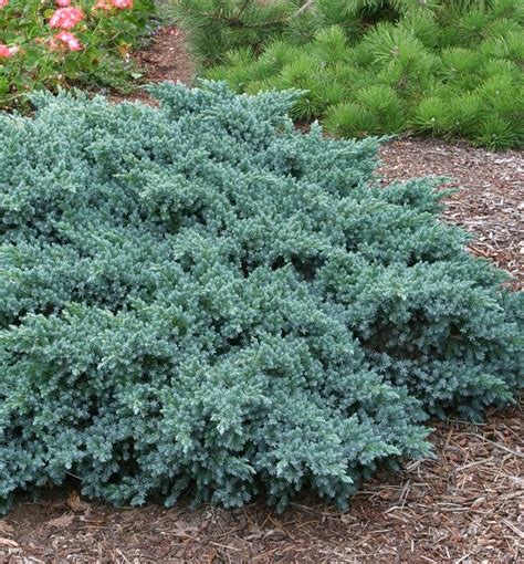 Blue Star Juniper Natorp S Online Plant Store