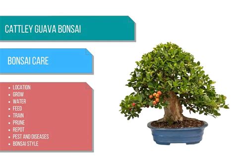 Cattley Guava Bonsai Care
