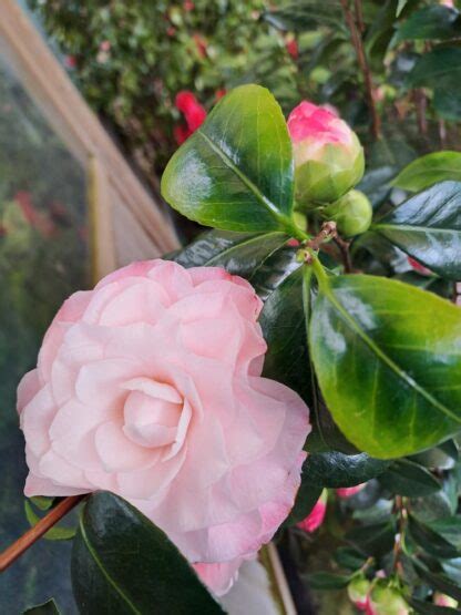 Camellia Nuccio S Pearl P Pini Res Des Vents