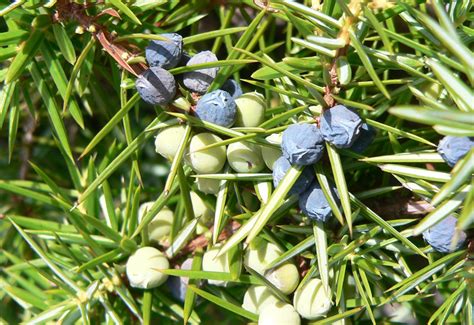 Der Gemeine Wacholder Juniperus Communis Waldwissen Net