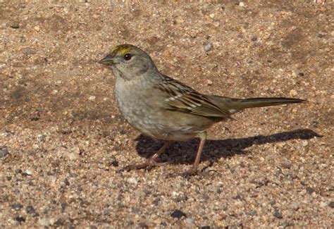 Golden-crowned Sparrow | San Diego Bird Spot