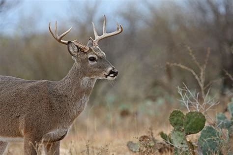 Whitetail Deer Brady Tx Area Post Rut Hill Country Buc Flickr