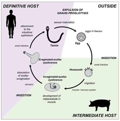 Antioxidants Free Full Text Evolutionary Adaptations Of Parasitic