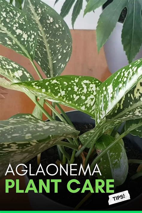 How To Take Care Of A Chinese Evergreen Aglaonema Artofit