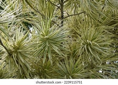 1,933 Madagascar Dragon Tree Images, Stock Photos, and Vectors | Shutterstock