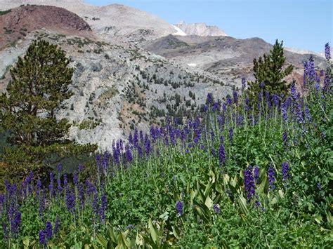 Larkspur Flowers Mount Dana Trail Yosemite National Park California