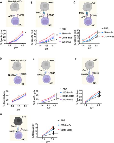 CD45 NKR Potentiates NK Killing Of RMA Cells A B NK Cells Were