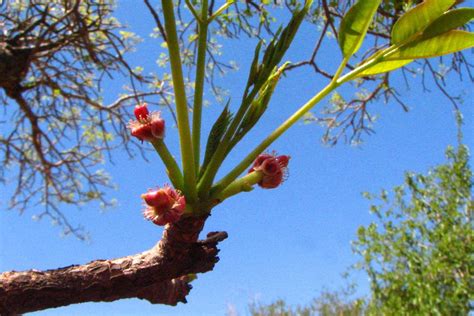 Marula Oil, Fruit Plants, Fruit Trees, Pine Seeds, Moringa Seeds ...