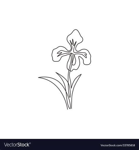 One Single Line Drawing Beauty Fresh Perennial Vector Image