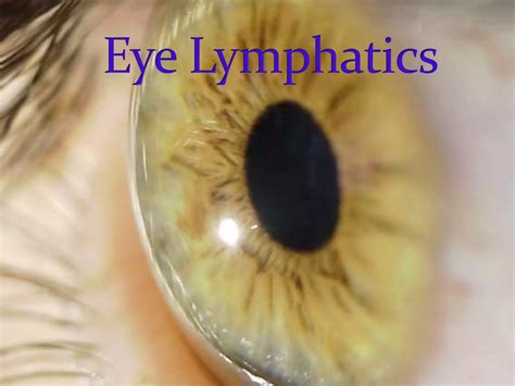 Eye Lymphatics Ppt