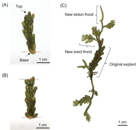 Growth Differences In Edible Caulerpa Okamurae Weber Van Bosse