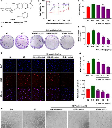 Arctiin Inhibits Hginduced Cell Proliferation And Tube Formation In