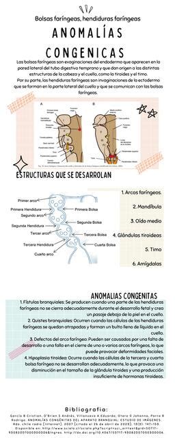Anomalías congénitas arcos faríngeos defectos de alteridad Valeria