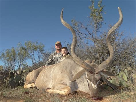 Kudu Hunts Star S Ranch