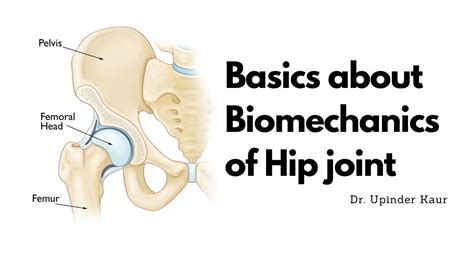 Basics About Biomechanics Of Hip Joint YouTube