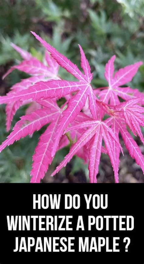 How Do You Winterize A Potted Japanese Maple Tree En