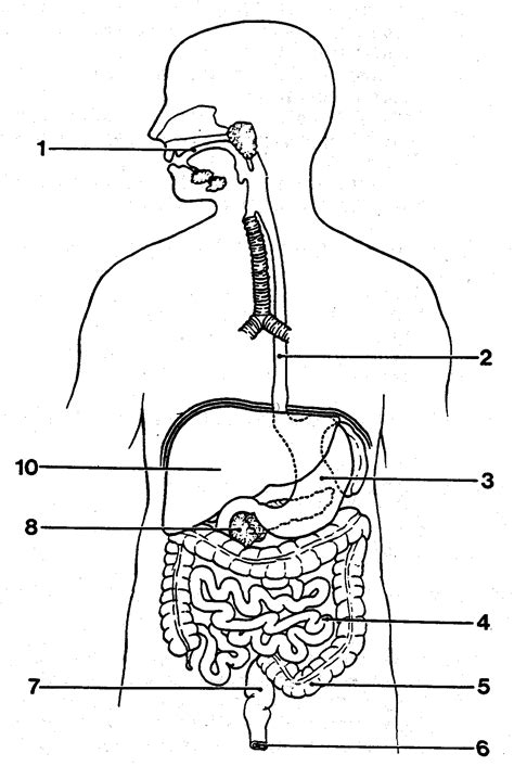 Respiratory System With Label Drawing At Getdrawings Free Download