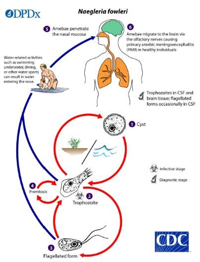 First Infection Of Brain Eating Amoeba Reported In Korea