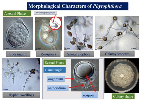 Phytophthora The Plant Destroyer Meets Its Match With A New