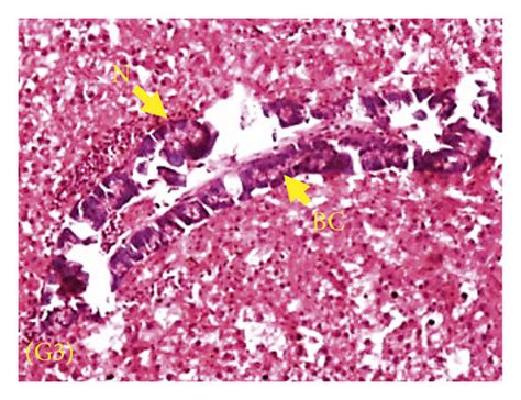 (a–d) Histology of kidney. G1 showed normal structure of renal tubules... | Download Scientific ...