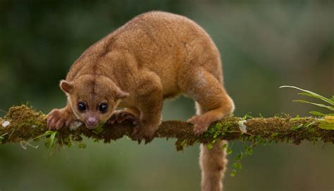 Kinkajou The Biggest Animals Kingdom