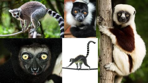 20 Most Common Lemur Species