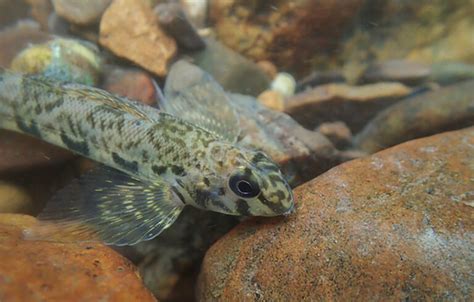 Saving The Birdwing Pearlymussel To Keep Virginias Waters Clean