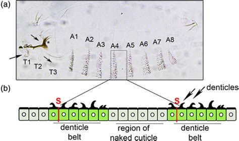 Practicing Logical Reasoning Through Drosophila Segmentation Gene