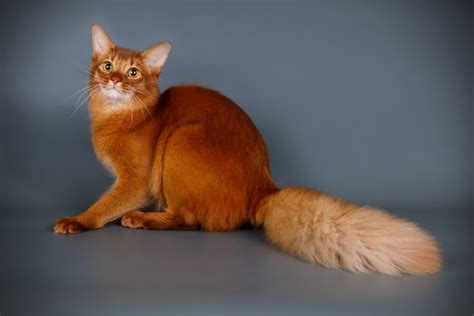 Somali Cat Breed: Info, Pictures, Care, Traits & Facts | Hepper