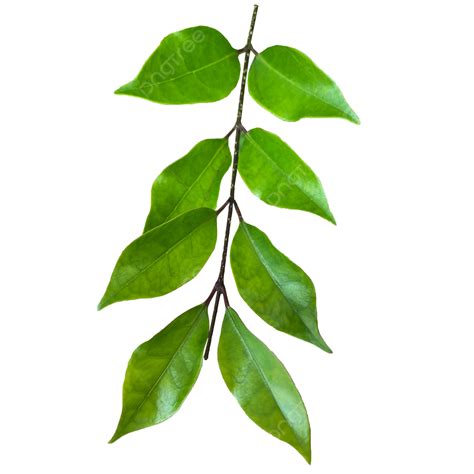 Leaf Twig Clipart Vector Green Plant Benjamina Twig With Leaf Leaves