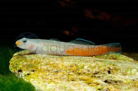 Lippenstift Grundel Sicyopus rubicundus Zierfischgroßhandel Aqua Global