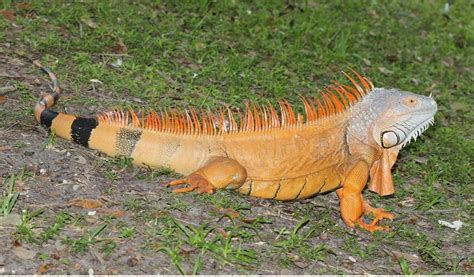 Wec440suw510 Los Reptiles Introducidos En Florida La Iguana Verde