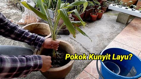 CARA MEMULIHKAN POKOK KUNYIT YANG LAYU How To Recover An Unhealthy