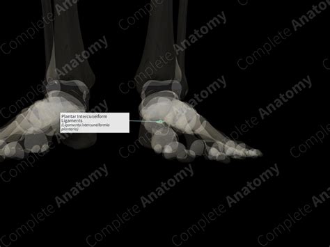 Plantar Intercuneiform Ligaments Left Complete Anatomy