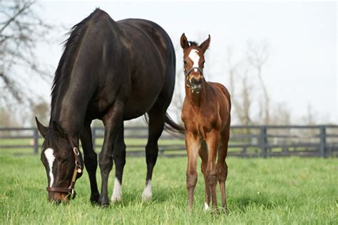 Zenyatta to Take a Year Off