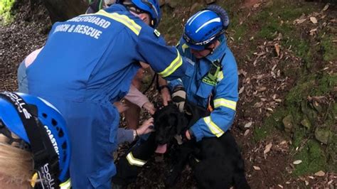 Dog Rescued By Coastguard After Tumbling From South West Coast Path